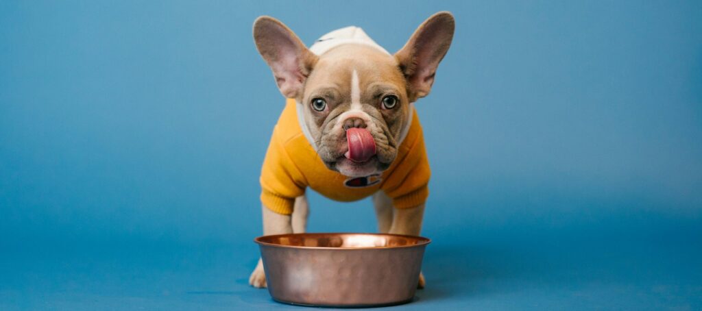 pooch bakery